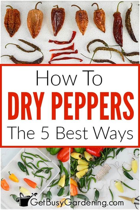 Air Drying Jalapenos, Dried Peppers Decoration, Drying Hot Peppers In The Oven, Dehydrating Peppers In Oven, How To Dehydrate Peppers In Dehydrator, Dehydrated Peppers Recipes, How To Dehydrate Peppers In Air Fryer, How To Dry Serrano Peppers, Dried Habanero Peppers