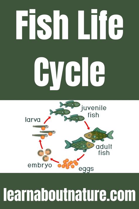 Fish Life Cycle How To Cycle A Fish Tank, Cartilaginous Fish, Frog Eggs Life Cycles, Fish Life Cycle, Mullet Fish, Red Sea Fish Guide, Animal Life Cycles, Aquatic Animals, Life Cycles