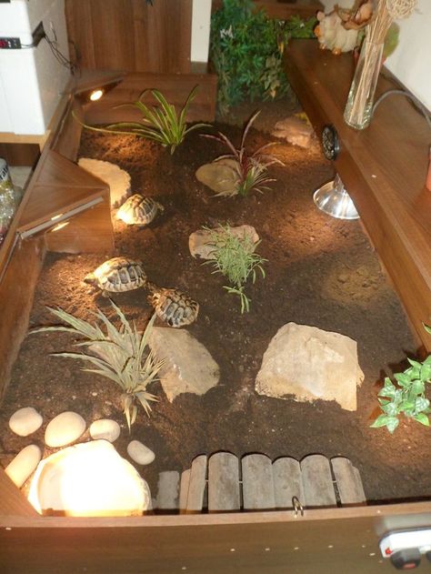 1000+ ideas about Tortoise Enclosure on Pinterest | Outdoor ... Tartaruga Habitat, Box Turtle Habitat, Vivarium Ideas, Turtle Enclosure, Turtle Terrarium, Russian Tortoise Diet, Turtle Aquarium, Turtle Care, Tortoise Table