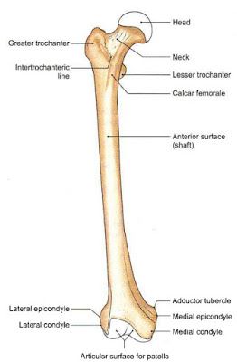 Femur Bone Anatomy, Books For Medical Students, Bone Drawing, Greater Trochanter, Human Skeleton Anatomy, Femur Bone, Anterior Cruciate Ligament, Body Bones, Anatomy Bones