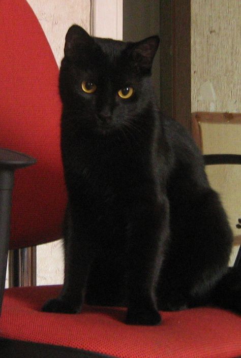 i dont like 90% of cats but i have to admit i love bombay cats <3 #CuteCatsILove Bombay Cat, Multiple Cats, Pretty Cat, Intro Video, Cats Breeds, A Black Cat, Cat Pictures, Cute Black Cats, White Cats