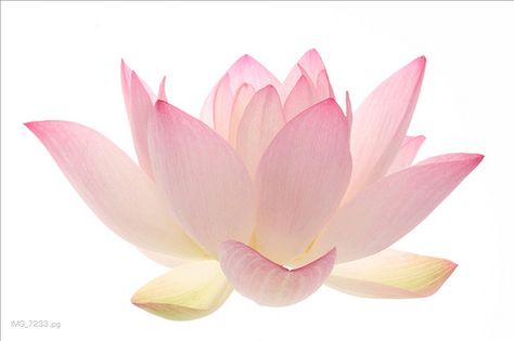 Lotus Flower Pink Lotus Flower, Flower Types, Under Your Spell, Flower Icons, Nothing But Flowers, Pink Lotus, Flower Therapy, Back To Nature, A To Z