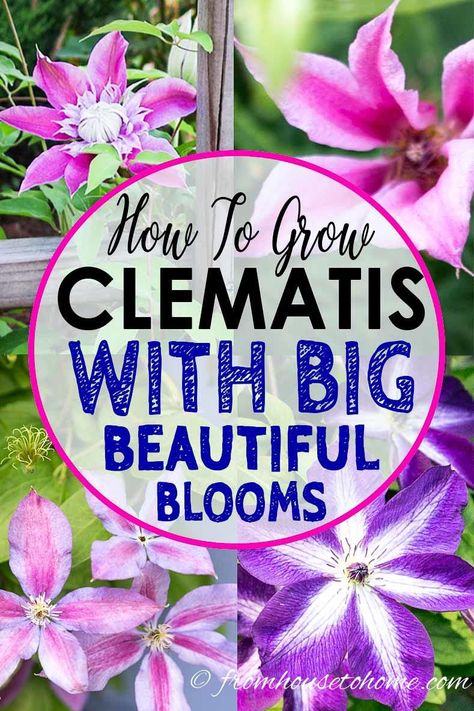 Learn how to prune, grow and care for Clematis to get those big purple, blue and pink blooms in your garden. This guide includes lots of pictures and a list of the best varieties to grow. I love these perennial flowering vines! #fromhousetohome #perennials #gardeningtips #gardenideas #vines #clematis #clematis Perennial Flowering Vines, Part Shade Perennials, Clematis Care, Garden Rooftop, Clematis Varieties, Blue Clematis, Autumn Clematis, Clematis Plants, Clematis Flower