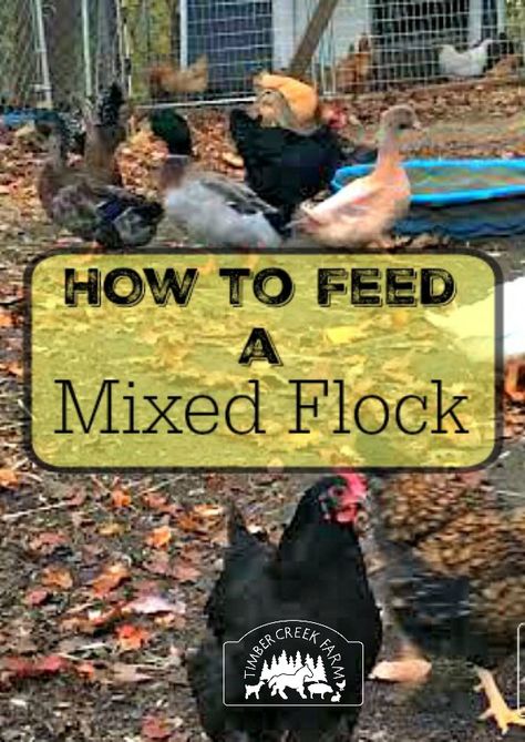 feed a mixed flock Raising Ducklings, Feed Chickens, Chickens And Ducks, Raising Turkeys, Duck Stuff, Duck Farm, Backyard Ducks, Edible Landscape, Raising Ducks