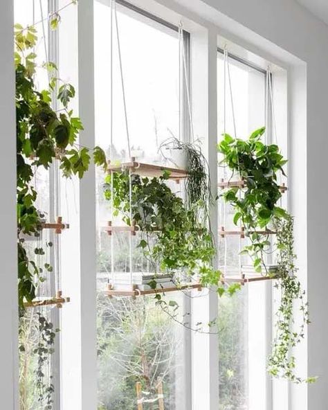 Floating Window Shelves #windowshelf #plants #decorhomeideas Flowers In Windowsill, Window Plants Indoor, Hanging Plants Diy, Plant Window, Window Plants, Window Shelves, Green Windows, Indoor Window, Hanging Plant Holder