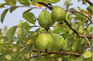 How to Grow Guava From Cuttings | eHow