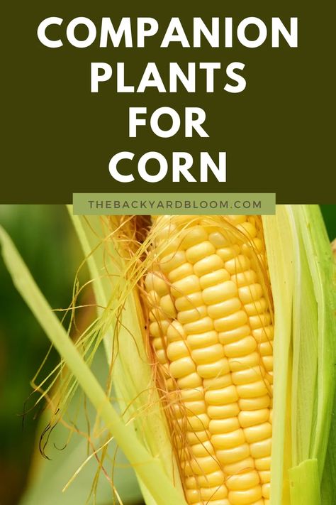 Companion Plants for Corn and What Not to Plant With Corn in the Garden Soil Nutrients, Corn Crop, Planting Marigolds, Seed Starter Kit, Corn Plant, Companion Plants, Attracting Beneficial Insects, Seed Starter, Backyard Vegetable Gardens