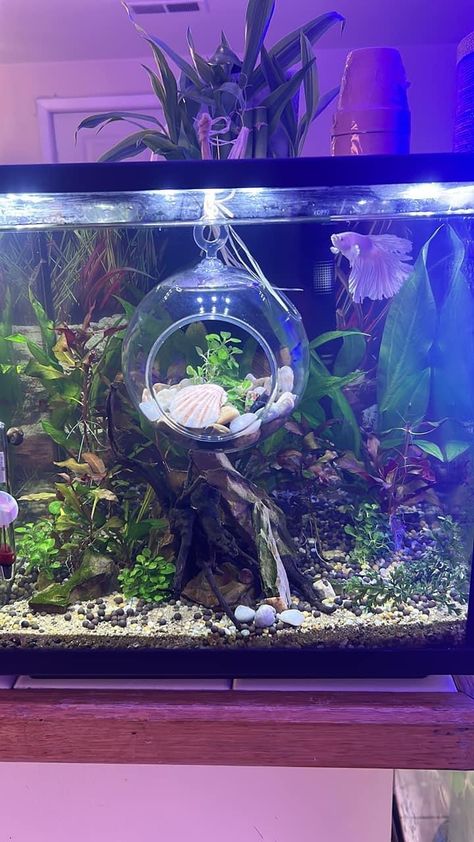 Whimsical Fish Tank, Asian Fish Tank, Frog Tanks Ideas, Scorpion Tank Setup, Small Fish Tank Aesthetic, Girly Fish Tank, Fish Tank Decor Ideas, Fish Bowl Ideas, Inside Of House