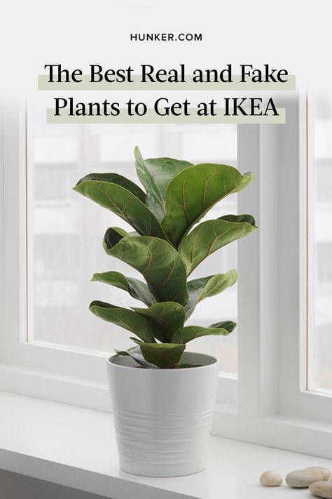 Out of all the things people don't realize they can get at IKEA, the one that's met with most surprise is ... plants! Yep, the Swedish retailer sells a variety of both live and artificial plants, and they're perhaps overlooked because they're often placed at the very end of the Marketplace. #hunkerhome #ikeahacks #ikea #plants #ikeaplants Ikea Plants Ideas Living Rooms, Ikea Plant, Ikea Fake Plants Decor, Ikea Fake Plants, Ikea Planters, Ikea Must Haves, Ikea Plants, Ikea Canada, Plant Kitchen