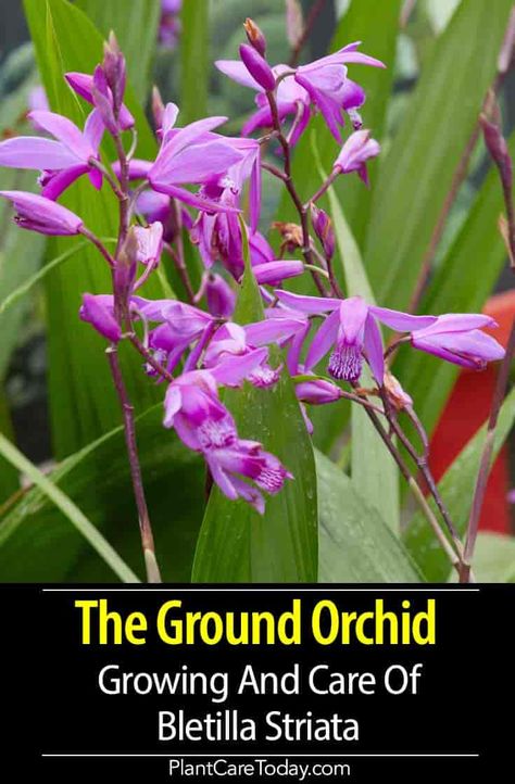 Bletilla Striata (Ground Orchid Plant) flowering orchid bulb species, grows in clumps, sword-shaped, pleated, pale green leaves, long-lived. Bletilla Striata Plants, Ground Orchids Landscaping, Bletilla Orchid, Deck Plants, Nz Plants, Orchid Soil, Chinese Orchid, Growing Citrus, Ground Orchids