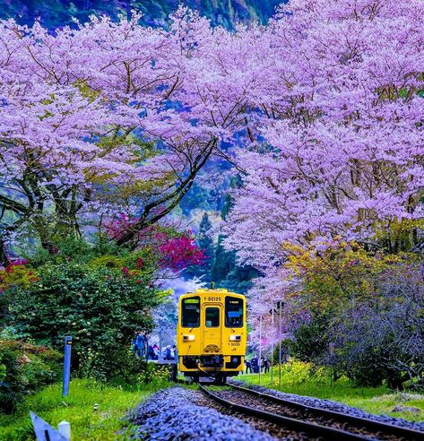 Earth pictures 🌍🌎🌏 on Twitter: "https://t.co/IeWvQxDPcG" / Twitter Japan Sakura, Earth Pictures, Japan Street, Train Ride, Oita, Spring Training, Visit Japan, Train Rides, Cherry Blossom