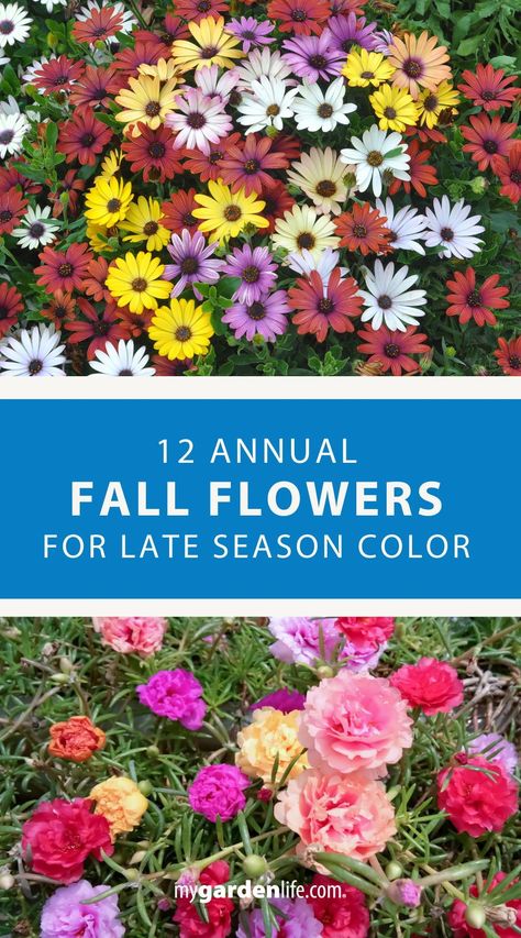 Discover the top 12 annual fall flowers that will add vibrant color to your garden during the late season. These annual plants are perfect for enhancing your fall garden aesthetic and decor. Learn how to choose and care for these beautiful annual flowers to keep your garden looking stunning all season long. Find more fall gardening ideas and annual flower inspiration at MyGardenLife.com. Summer Annual Flowers, Fall Annuals Landscape, Fall Gardening Ideas, Flowers For Fall, How To Grow Watermelon, Fall Container Gardens, October Flowers, Fall Gardening, Exterior Inspiration