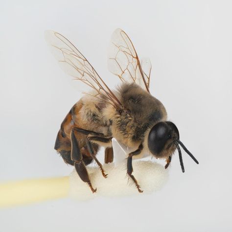 Drone Bee, Backyard Bee, Raising Bees, Chloe Bourgeois, Backyard Beekeeping, Bee Farm, Small Backyard Gardens, Bee Sting, Make Up Brush