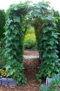 Growing beans over an arbor pays big dividends - Spokesman.com - July 29, 2012 Growing Green Beans, Growing Beans, Pole Beans, Garden Arbor, Garden Greenhouse, Lost Time, Rooftop Garden, Garden Layout, Veggie Garden