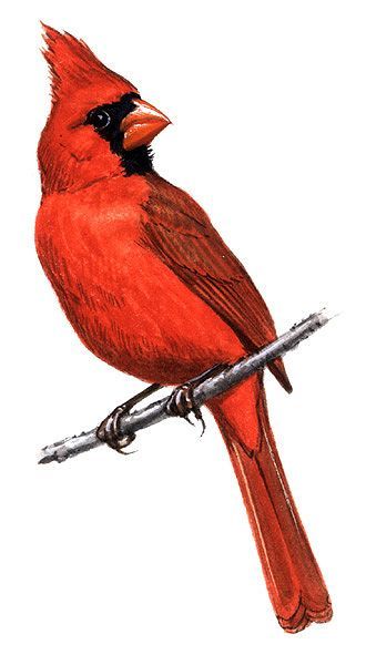 Cardinal Drawing, Cardinal Birds Art, Bird Painting Acrylic, Cardinal Painting, Bird Watercolor Paintings, Foto Transfer, Cardinal Bird, Illinois State, Bird Painting