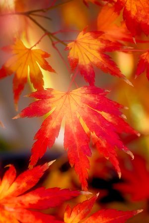 Black Framed Art, Pretty Landscapes, Autumn Scenery, Arte Inspo, Fall Back, Fall Pictures, Autumn Art, Fall Wallpaper, Colorful Leaves