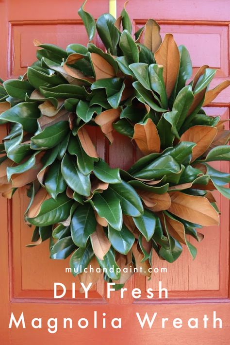 DIY Fresh Magnolia Wreath - Mulch & Paint Diy Magnolia Wreath, Magnolia Leaf Wreath, Make Your Own Wreath, Magnolia Branch, Dried Wreath, Southern Magnolia, Magnolia Wreath, Magnolia Leaves, Magnolia Trees