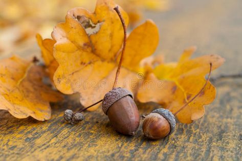 Acorn Reference, Acorn Reference Photo, Oak Leaves Photography, Oak Leaves And Acorns Drawing, Squirrel Cake, Acorn Tree, Acorn Painting, Autumn Still Life, Oak Leaf And Acorn Photography