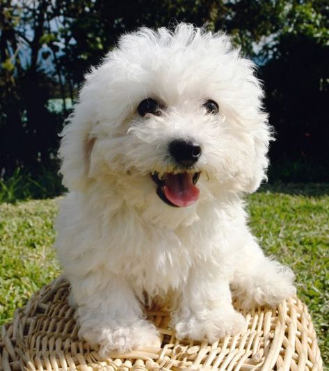 20 Dogs Mixed With Poodles - The Paws Bichon Poodle Mix, Poodle Mix Breeds, Poodle Mix Puppies, Bichon Dog, Bichon Frise Dogs, French Poodles, Poodle Mix, Poodle Puppy, Mixed Breed Dogs