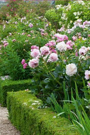 Peonies And Boxwoods, Portrait Illustrator, Rose Garden Landscape, Rosen Beet, Cottage Flowers, English Garden Design, Rose Garden Design, Garden Wallpaper, Garden Shrubs