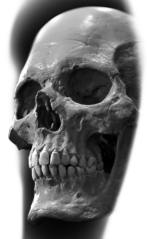 Human Skull Tattoo Design, Black And Grey Skull Tattoo Design, Skull Reference Drawing, Realistic Skull Tattoo Design, Human Skull Photography, Tattoo Skull Design, Realistic Skull Tattoo, Hannya Maske Tattoo, Skull Photography