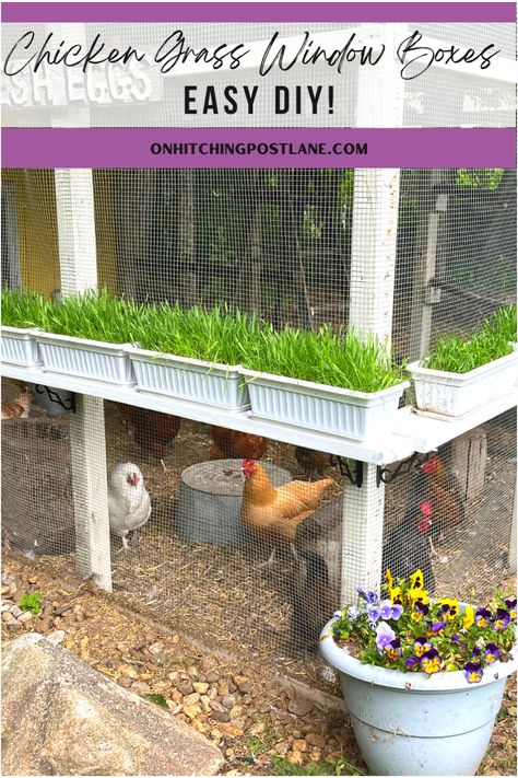 My chickens favorite treat! Super easy DIY! Pin this to your own Backyard Chickens Board! #backyardchickens #chickens #chickencoop #organiceggs #mypetchicken 🐓💚 Diy Chicken Toys, Backyard Chickens Diy, Chicken Roost, Chicken Coop Garden, Backyard Chicken Coop Plans, Chicken Toys, Chicken Coop Run, Backyard Chicken Farming, Raising Backyard Chickens