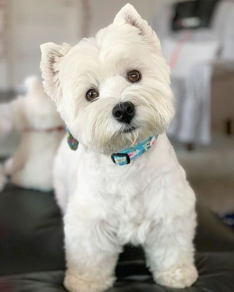 Working Dogs Breeds, Head Tilt, Westie Puppies, Cutest Dog Ever, Highland Terrier, Westie Dogs, Australian Shepherds, West Highland White, White Terrier