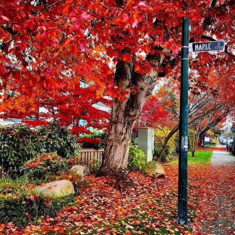 Alexandre Légère on Instagram: “The maple leafs 🍁is characteristic leaf of the maple tree. The most widely recognized national symbol of Canada 🇨🇦 In autumn the leaves 🍁…” Maple Leaf Tree, Canada Maple Leaf, Canadian Maple Leaf, National Symbols, Maple Tree, Maple Leafs, Sunshine Coast, Maple Leaf, Vancouver