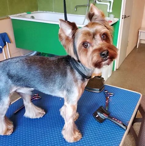 24 Best Yorkie Hairstyles for Males (Yorkshire Terrier Haircuts) - The Paws Diy Puppy Playpen, Male Yorkie Hairstyles, Yorkie Cut, Yorkie Puppy Cut, Yorkie Puppy Haircuts, Hairstyles With Bows, Male Yorkie, Terrier Haircut, Yorkshire Terrier Grooming