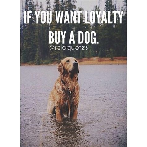 Image via We Heart It https://weheartit.com/entry/173157620 #animal #animals #bae #Best #cute #dog #dogs #forever #friend #friends #golden #happy #house #inlove #love #people #puppy #quote #quotes #real #young #loyal #loyalty #a Loyal Quotes, Puppies And Kitties, Animated Images, Cute Love Quotes, Dog Images, Cartoon Dog, Dog Quotes, Cute Love, Dog Pictures