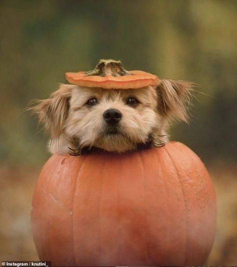 Fall Dog Photos, Dog Photoshoot Pet Photography, Animal Photoshoot, Autumn Animals, Woodland Walk, Puppy Photography, Brown Leaves, Dog Photoshoot, Fall Dog