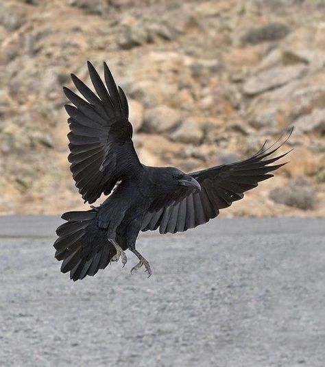 Raven Flying, Crow Pictures, Crow Flying, Crows Drawing, Vogel Tattoo, Raven Wings, Raven Bird, Crow Tattoo, Crow Art