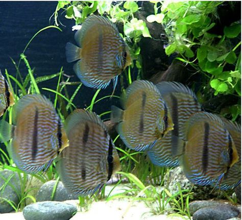 Nhamunda Blue Face Heckel Discus Fish 2 Discus Fish For Sale, Aquascape Ideas, Biotope Aquarium, Discus Aquarium, Tropical Freshwater Fish, Aquatic Garden, Discus Fish, Freshwater Aquarium Fish, Fish For Sale