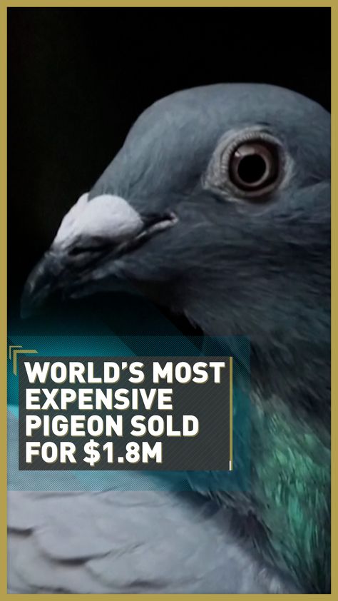 The world's most expensive pigeon is a Belgian racing bird worth $1.8m - CGTN Racing Pigeons For Sale, Pigeons For Sale, Racing Pigeons, Most Expensive, Countries Of The World, Ancient Egypt, Pigeon, Humor, The World