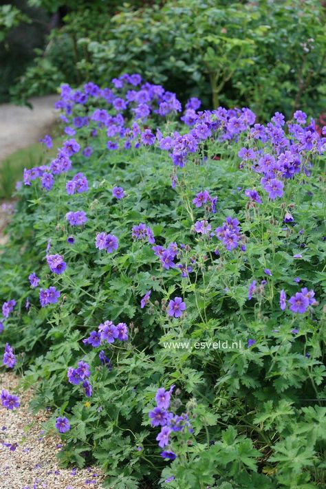 Geranium Magnificum, Geranium Purple, Geraniums Red, Walden Farms, Hardy Geranium, Geranium Flower, Herbaceous Border, Purple Garden, Clay Soil