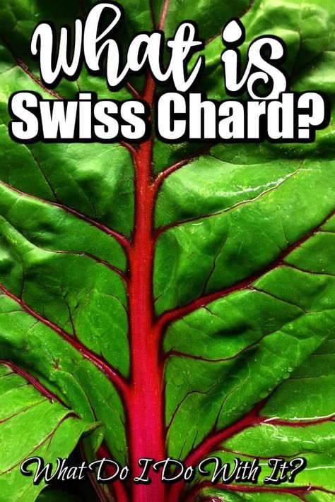 Cooking Swiss Chard, Swiss Chard Recipes Easy, Red Chard, Homemade Slaw, Veggie Box, Swiss Chard Recipes, Vegetable Appetizers, Chard Recipes, Vegetable Casserole