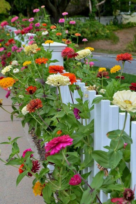 Flowers Around Gazebo, Flowers In Front Of Fence, Secret Flower Garden, Flower Garden By Fence, White Fence With Flowers, Fenced Flower Garden Ideas, Zinnia Flower Garden, Whimsical Flower Garden, Flower Garden Fence Ideas