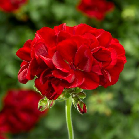 Ivy Geraniums, Geraniums Red, Geranium Flower, Deer Resistant Plants, Red Plants, Pelargonium Graveolens, Red Geraniums, Red Blossoms, Geranium Essential Oil