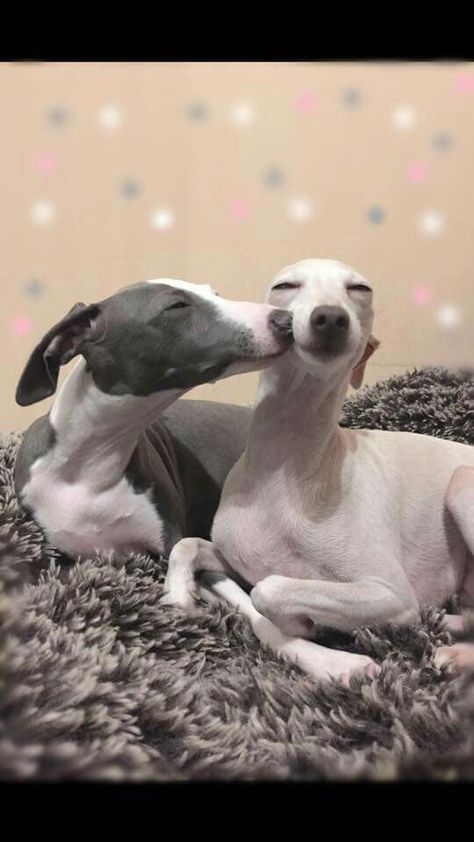 Love... More Grey Hound, Sight Hounds, Whippet Dog, Grey Hound Dog, Wedding Topper, Two Dogs, Italian Greyhound, Whippet, Beautiful Dogs