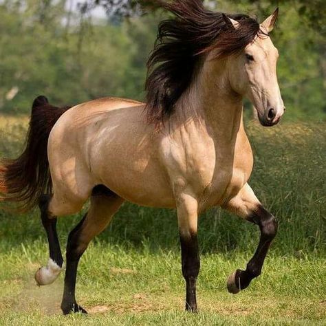 Kiger Mustang, Wild Horses Mustangs, Buckskin Horse, Beautiful Horses Photography, Cute Horse Pictures, Beautiful Arabian Horses, Mustang Horse, Cute Small Animals, Horse Wallpaper