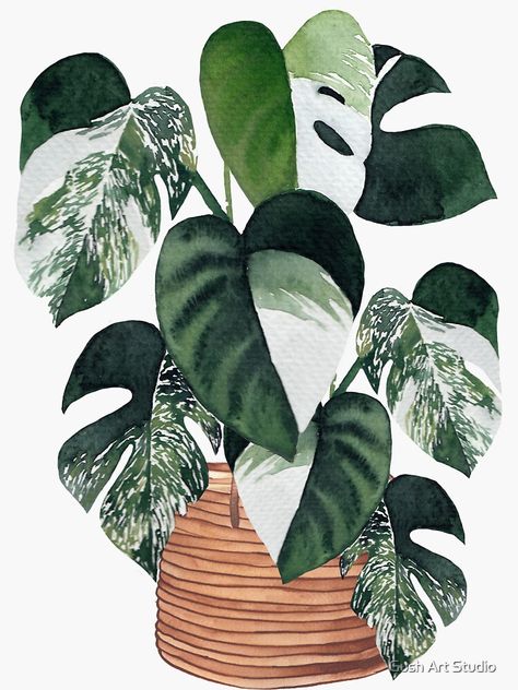 "Variegated monstera" Sticker for Sale by gusstvaraonica | Redbubble House Plant Watercolor, Monstera Sticker, Monstera Plants, Plant Illustrations, Variegated Monstera, Tropical Painting, Flowery Wallpaper, Watercolor Plants, Monstera Plant