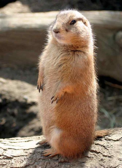 Prairie Dog Omaha Zoo, Cute Animal Tattoos, Prairie Dogs, Tattoo Nature, Prairie Dog, Curious Creatures, Dog Tattoo, Animal Sketches, Dog Drawing