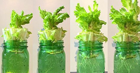 How To Regrow Supermarket Lettuce In Water Lettuce Regrow, How To Regrow Lettuce, Regrow Lettuce, Hydroponic Lettuce, Growing Your Own Food, Diy Joy, Growing Lettuce, Coffee Jars, Asian Homes