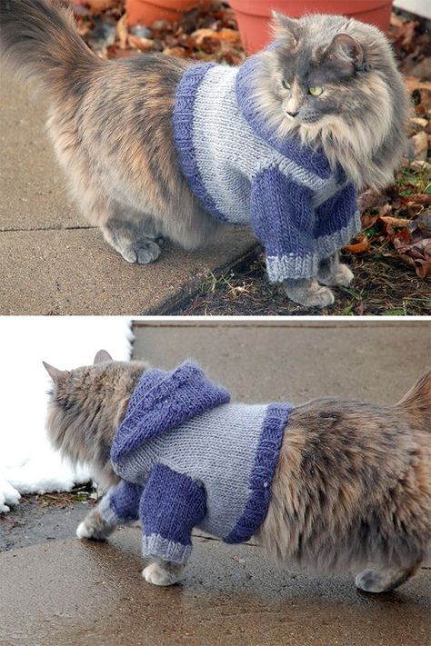 Cat Sweater Knitting Pattern, Cat Sweater Pattern, Angora Cats, Knit Dog Sweater, Cat Sweater, Knitted Cat, Cat Fashion, Cat Hoodie, Dog Sweaters