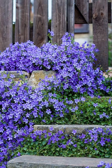 ~Romantic, usually bobbing, often blue bellflowers are classic cottage garden plants. Flowers Growing, Shade Perennials, Gardening Landscaping, Yard And Garden, Garden Cottage, Garden Stuff, Ground Cover, Lawn And Garden, Shade Garden