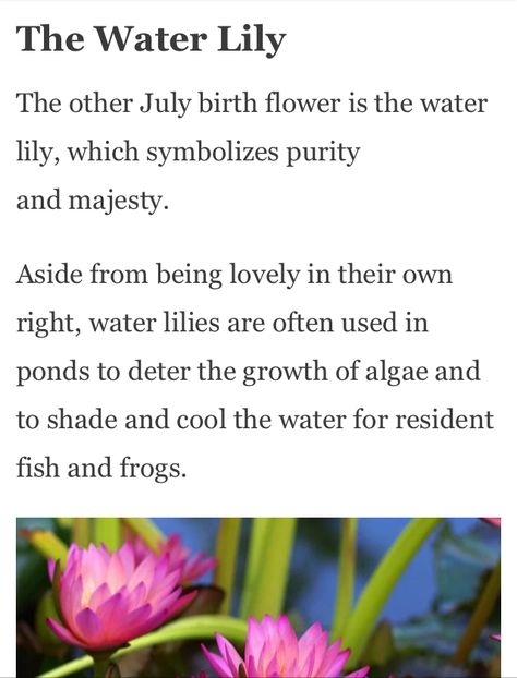 Water Lily Symbolism, Waterlily Meaning, Water Lily Meaning, Lily Meaning, Character Personalities, Plant Meanings, Flowers Meanings, Flower Header, Meaning Of Flowers