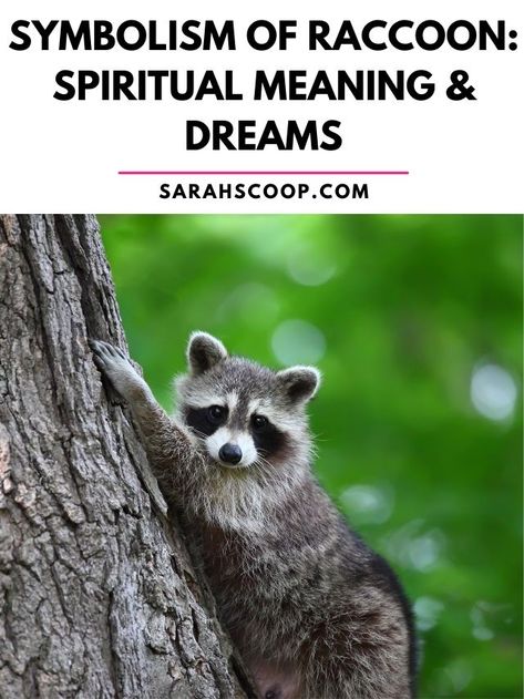 symbolism of raccoon Goat Meaning, Feral Raccoon, Totem Animals, Here's The Scoop, Animal Totems, Spiritual Meaning, Racoon, Meant To Be, Spirituality