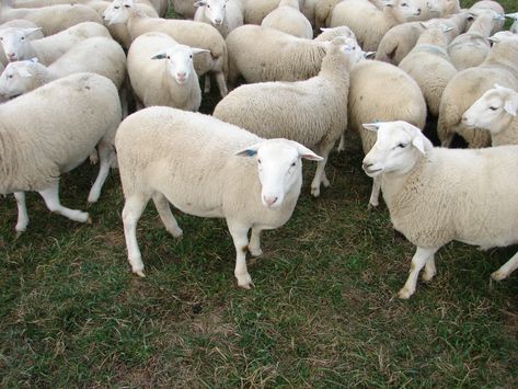 DORPER SHEEP: Truths and Myths. Dorper Sheep, Wool Sheep, Small Farms, Baa Baa Black Sheep, Sheep Breeds, Counting Sheep, Sheep Farm, Sheep And Lamb, Barnyard Animals