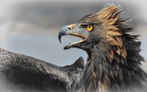 Hugo (Alessandro) ⚓️ (@KatanaHugo) / Twitter Eagle Hunting, Grey Eagle, Wallpaper Animals, White Tailed Eagle, Eagle Face, Imperial Eagle, Eagle Vector, Eagle Drawing, Eagle Painting