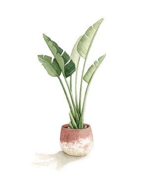 Graphite Illustration, Portfolio Samples, Illustration Portfolio, Watercolor Plants, Plant Aesthetic, Decoupage Vintage, Plant Painting, Plant Drawing, Diy Watercolor